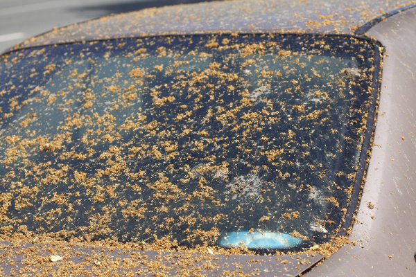 慌てて磨くのは厳禁 ボディがまっ黄色 黄砂や花粉の効果的な除去方法とは 自動車情報誌 ベストカー