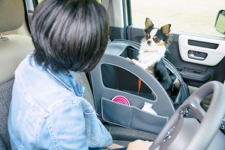 安全のために車の中で犬を拘束する最良の方法
