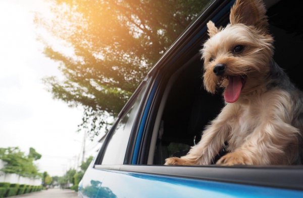愛犬家要注意! 犬を載せる時にやりがちな重大な交通違反とは？