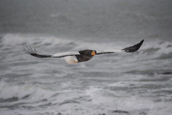 雪が舞い散る海岸線を帆翔するオオワシ。翼長は2m超え