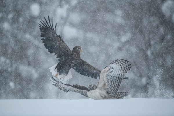 吹雪のなか、獲物をめぐってオジロワシ（左側）と争うクマタカ