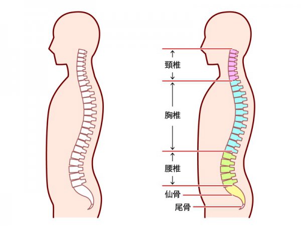 人の背骨は、頭からお尻にかけて、頚椎（首まわり）、胸椎（肋骨の後ろ側）、腰椎（腰の周り）、仙骨（腰の下からお尻にかけて）と、複数の骨が合わさってできている（写真：写真AC_鈴木）