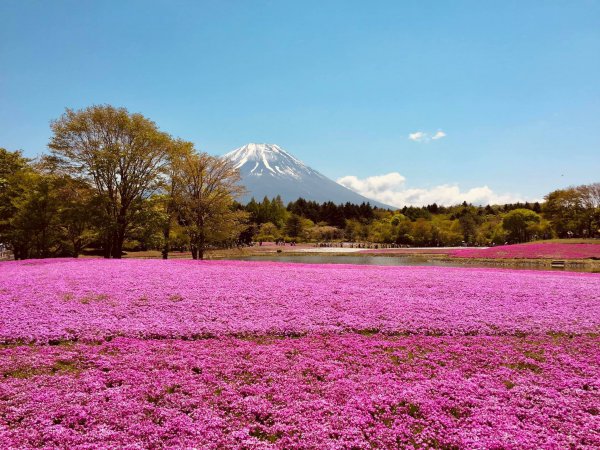 雪をかぶった富士山と50万株の芝桜が織りなす圧巻の風景