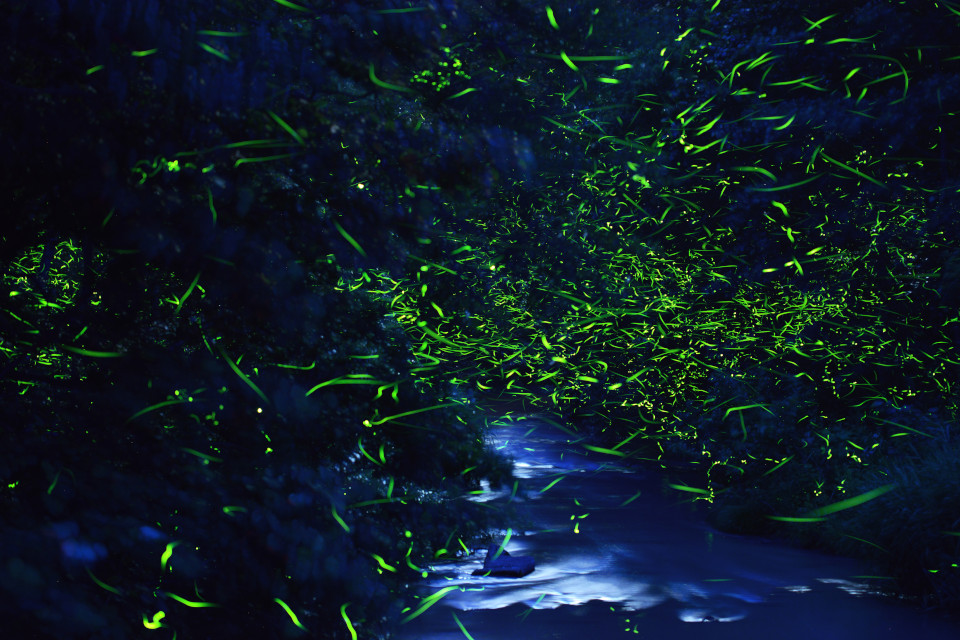 北海道発 光の絶景】この季節にだけ出現するホタルの町の幻想の夜