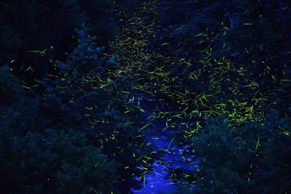 【北海道発　光の絶景】この季節にだけ出現するホタルの町の幻想の夜