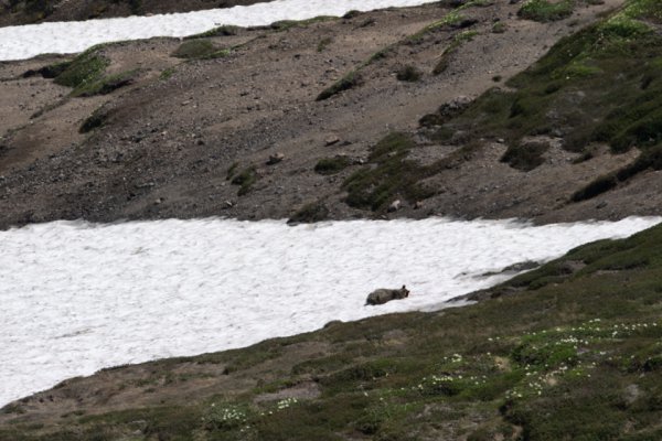 天の川が横たわり、ヒグマが涼む！　「北海道の背骨」大雪山系に広がる夏の絶景！