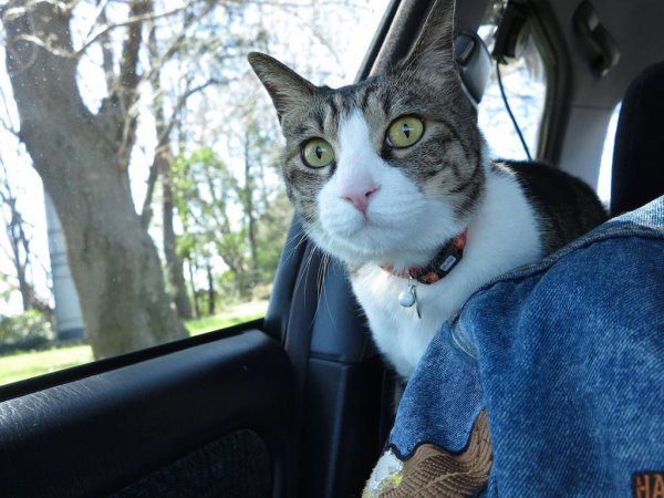 愛猫のこたろう（虎太郎）ちゃんもチェイサーツアラーVでのドライブが大好きとのこと。カワイイ!