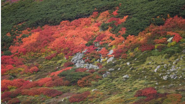 日本一早い紅葉！　大雪山黒岳は今、鮮やかな紅に染まっています