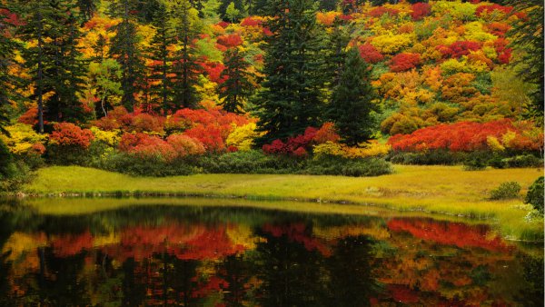 まるで色彩のカーニバル！　ヒグマ密集地帯に広がる日本一の紅葉