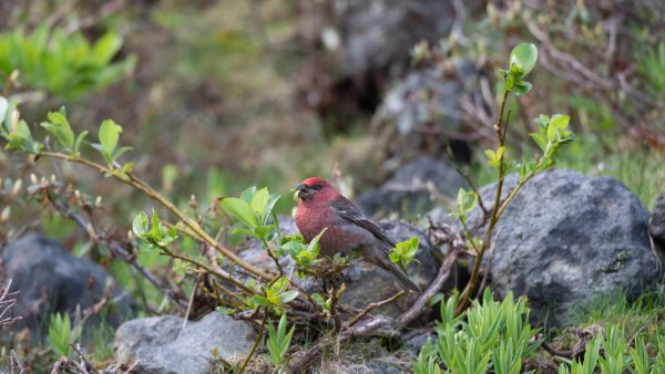 真紅に輝く野鳥界の大スター！　冬の北海道では街中でも見られます