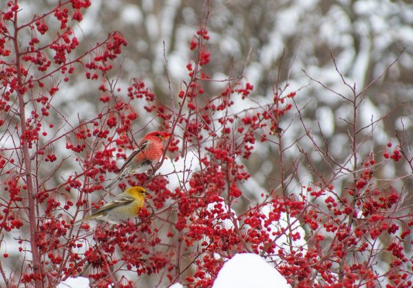 真紅に輝く野鳥界の大スター！　冬の北海道では街中でも見られます