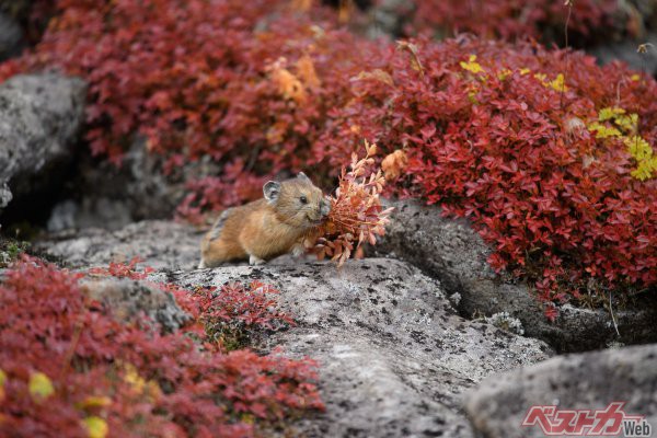 これがキタキツネの本性！　紅葉の大雪山で殺気を放つ美しきハンター