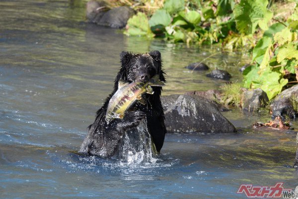 【大迫力】ヒグマの狩り！　川を遡上する鮭をむさぼる大食漢