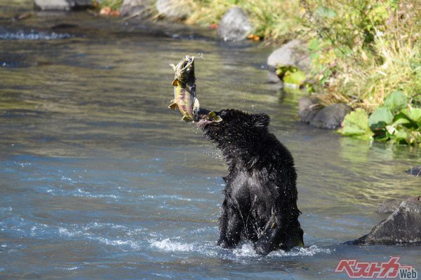 【大迫力】ヒグマの狩り！　川を遡上する鮭をむさぼる大食漢