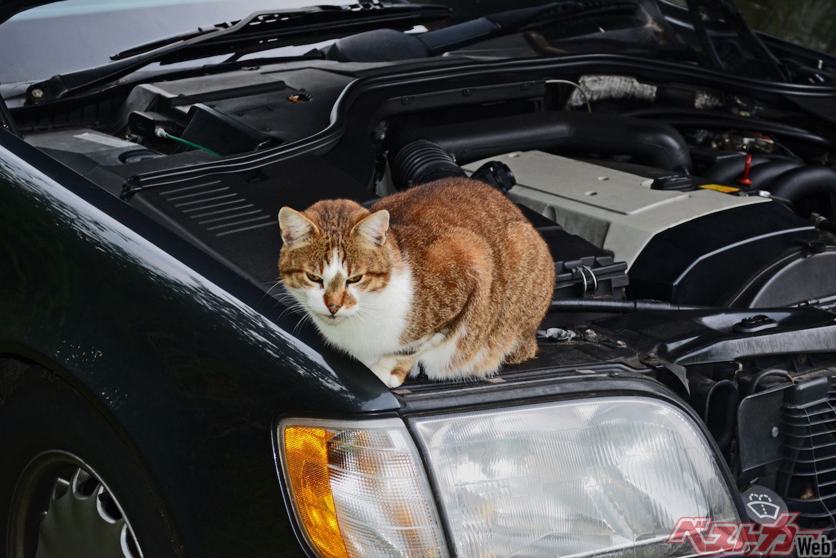 猫バンバン は効果的なのか エンジンルームに猫がいたらどうする 自動車情報誌 ベストカー