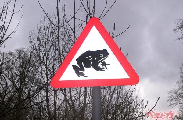イギリスのRACラリーで見かけた『カエル注意』の標識。「カエルなんて踏んじゃえばオシマイでしょ？」と思うなかれ。大きさよりも数が重要なのだ
