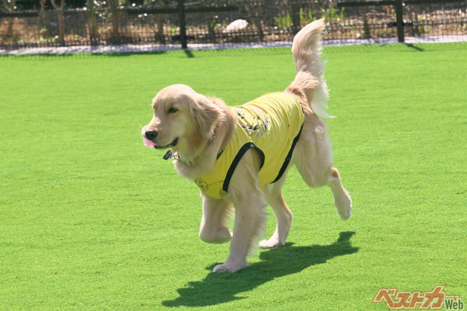 犬好きドライバー必見!! 東海エリアの犬が喜ぶオススメSA・PAベスト3