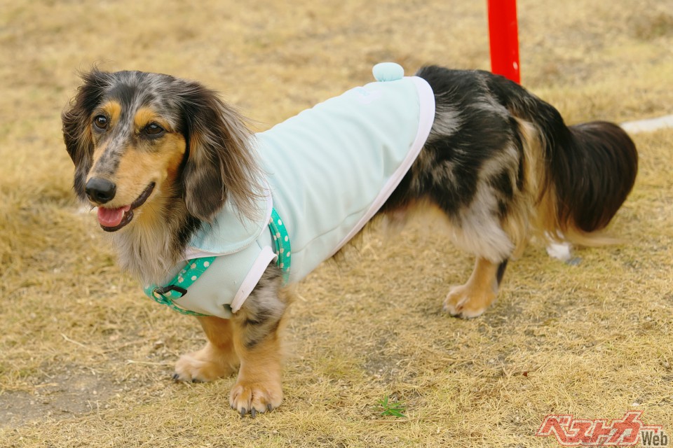 犬好きドライバー必見!!甲信越・北陸・岐阜エリアの犬が歓ぶオススメSA・PAベスト3