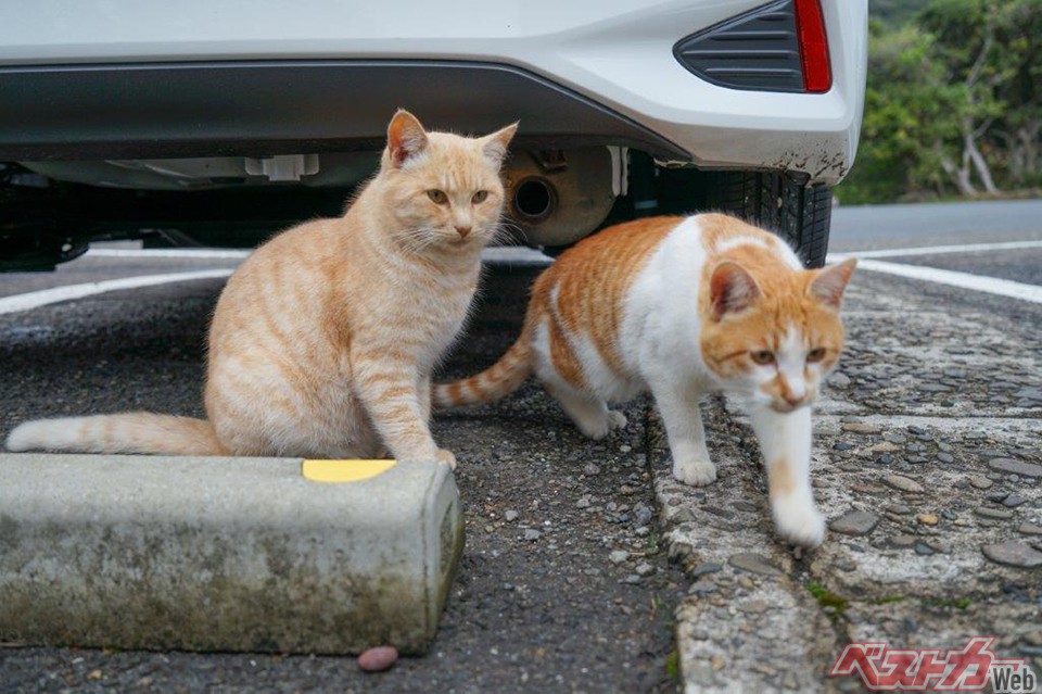 まさか!? の事態は冬だけじゃない！　出産時期到来で気を付けたい猫救援依頼の実情と対策