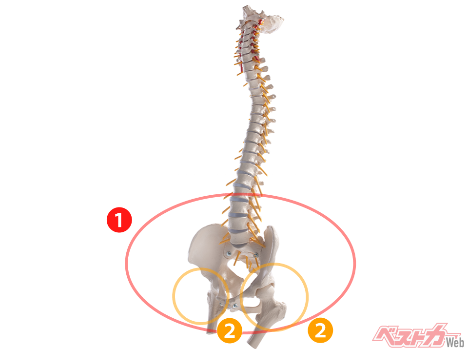 背骨と骨盤を斜め前から見た図。骨盤を楕円形に例えると（1）、股関節がある場所は、楕円形の真ん中より下の位置（2）になる（Alexander Raths@AdobeStock）