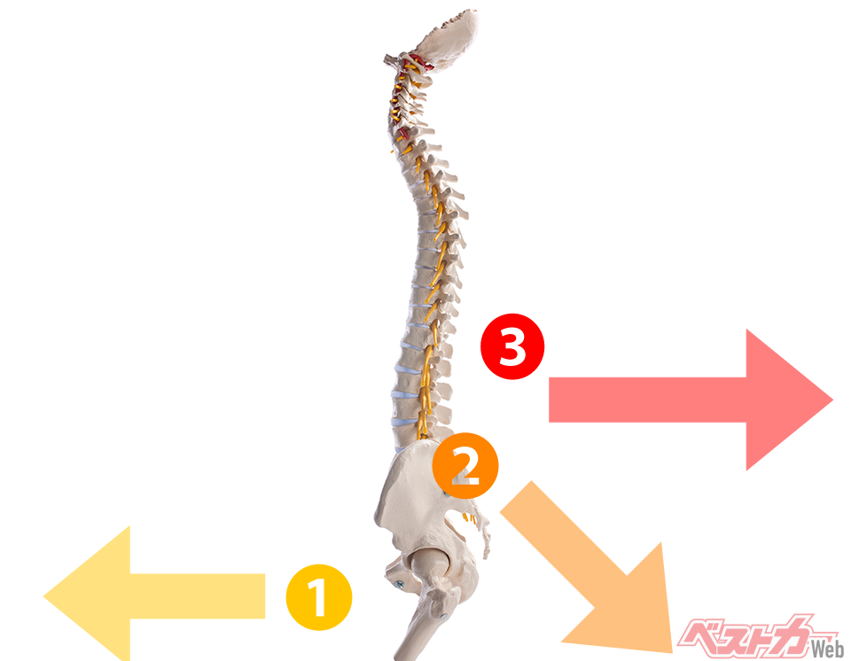 背骨と骨盤を真横から見た図。脚が前に出ると（1）、骨盤は後傾しやすくなり（2）、腰痛の原因になって（3）しまう。骨盤がいわゆる「立った」状態と後傾した状態とで、腰の筋肉にかかる重さの違いは1.5倍以上に！（Alexander Raths@AdobeStock）