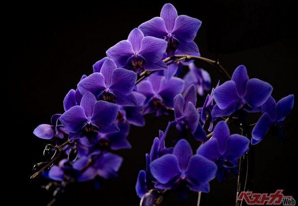 自然界に存在しない青い胡蝶蘭を高い技術力によって誕生