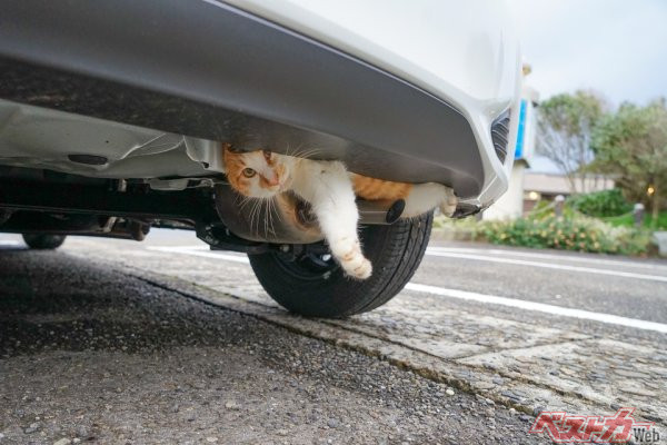 猫は、クルマのエンジンルームやタイヤの上以外にも入ることがある。さまざまなところを確認しよう（写真：mouse23 – stock.adobe.com)