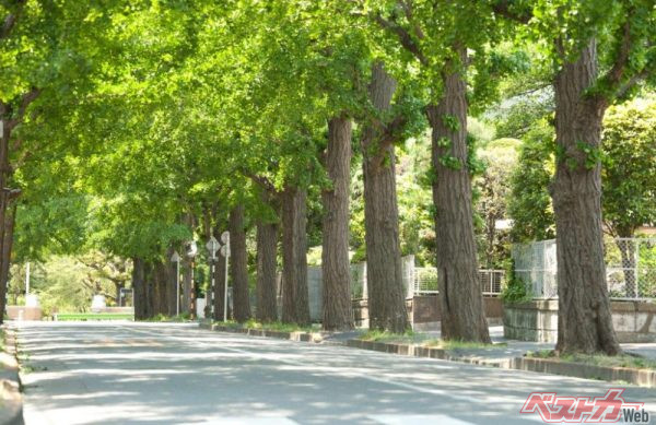 今や街路樹はさまざまな問題を引き起こす温床となっていると筆者も懸案事項としている（ucchie79＠AdobeStock）