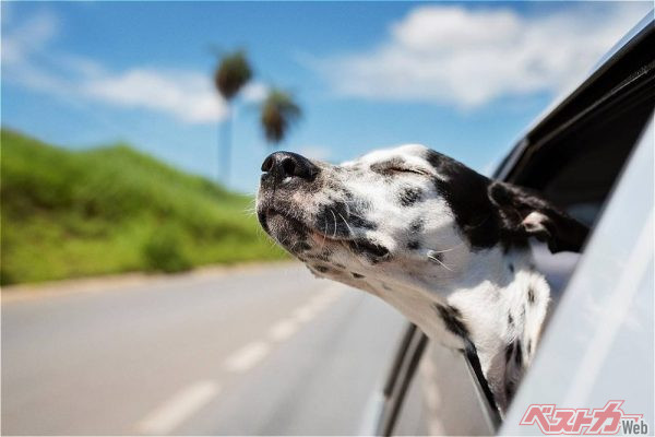 犬は移動中の臭いを記憶するため窓から鼻を出すという説もある（Cavan for Adobe@Adobestock）