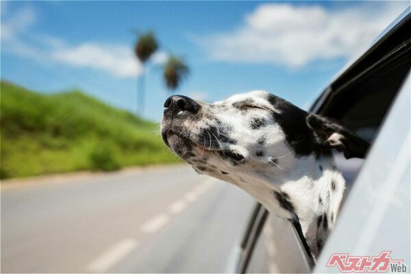 気持ちよさそうだが車外に愛犬が顔を出すのはNG（Cavan for Adobe@Adobestock）