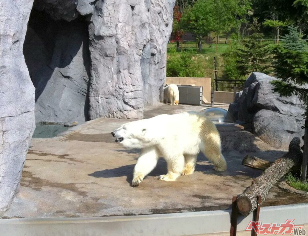 旭山動物園