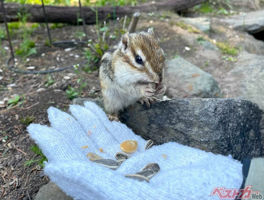 オホーツクシマリス公園