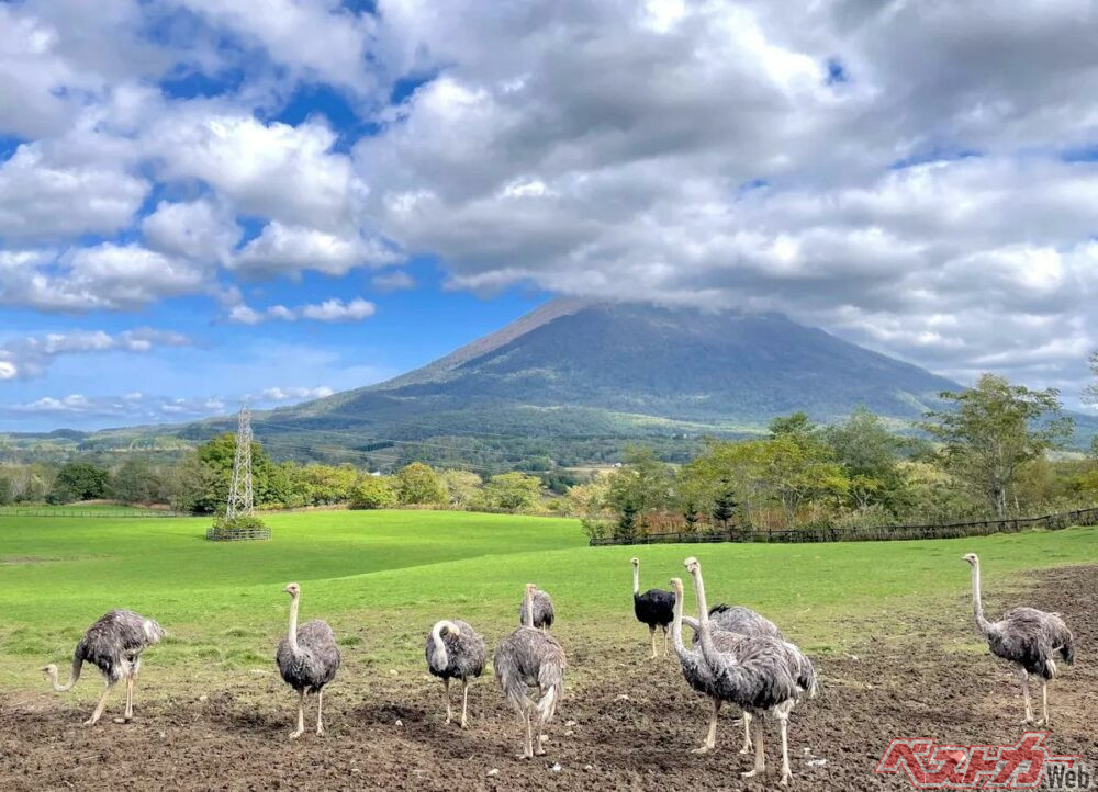 第2有島だちょう牧場