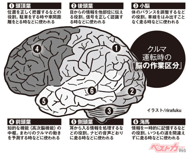 クルマ運転時の「脳の作業区分」（イラスト/rirafuku）