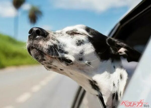 気持ちよさそうだが車外に愛犬が顔を出すのはNG（Cavan for Adobe@Adobestock）