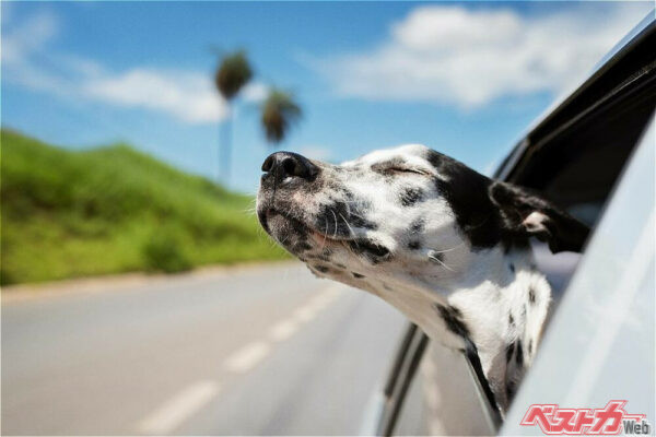 気持ちよさそうだが車外に愛犬が顔を出すのはNG（Adobe Stock@Cavan）