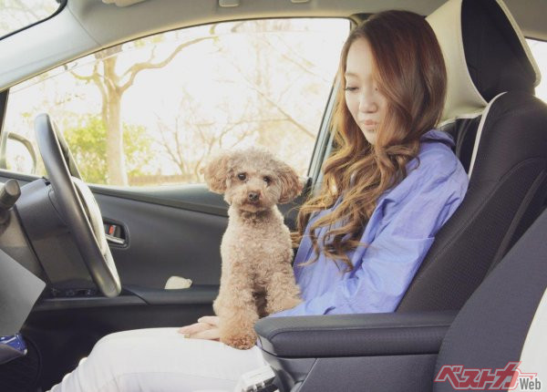 運転席と助手席を行ったり来たりしているワンちゃんを載せているクルマも見かけるが、可愛いからと安易な判断をすることは、重大な危険、事故の要因となりかねない（maru54＠Adobe Stock）