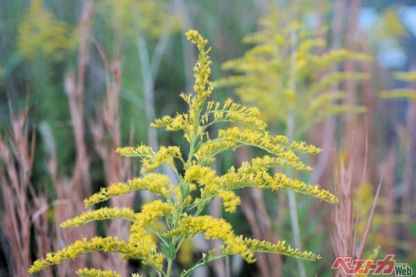 ここ数年はブタクサによる花粉も急増傾向にある