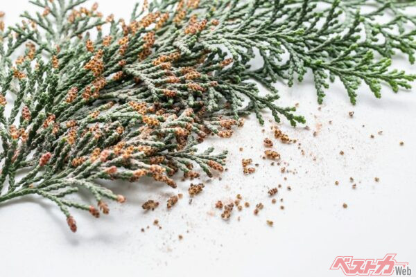 ヒノキ花粉も非常に厄介 