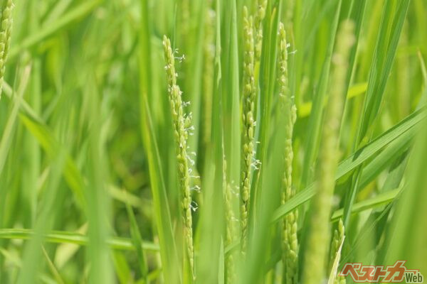 過ぎやヒノキとは飛散シーズンが異なるイネ花粉