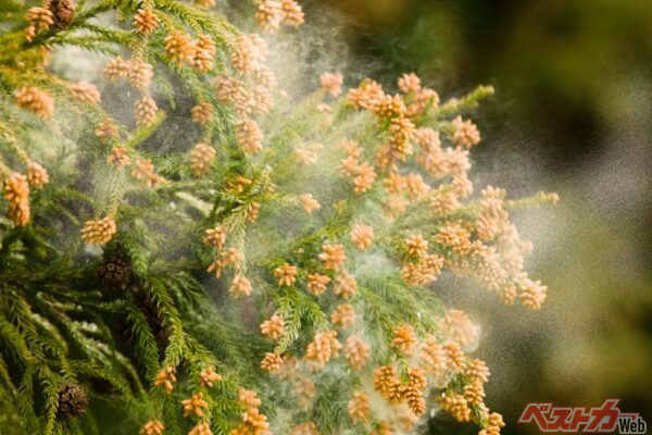 もっとも多いのがスギ花粉