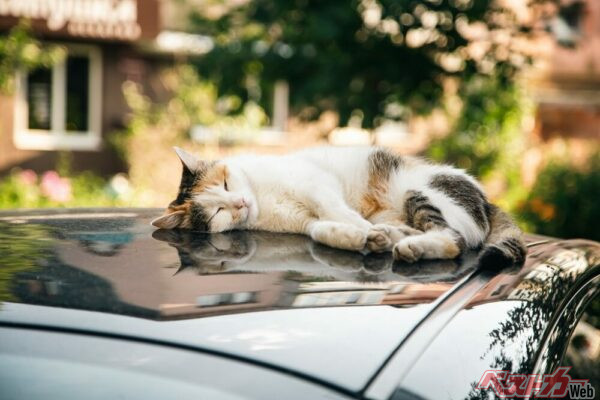 春に生まれた子猫が活発に動き始める時期である6月は、クルマへの猫の入り込みが多くなる（PHOTO：Adobe Stock_puhimec）