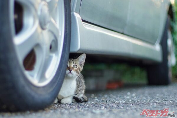 冬に多い印象がある猫のクルマへの入り込みだが、JAFによると、猫がクルマに入り込んだことによる救援要請は、1年を通してあるそう（PHOTO：Adobe Stock_planas）