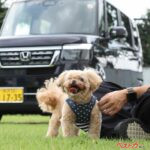 これはマジで快適!!　ドッグファーストすぎよ!!　ホンダ純正犬グッズが目から鱗すぎた