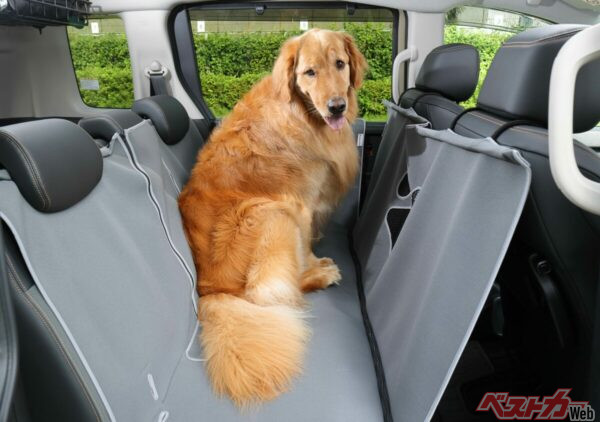 おかかくんも快適そうなお顔!! 大型犬だって寝そべることも可能なのだ