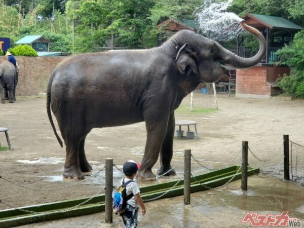 広大な敷地や起伏のある地形は魅力である一方、長距離移動に不安を抱える来園者にとっては課題