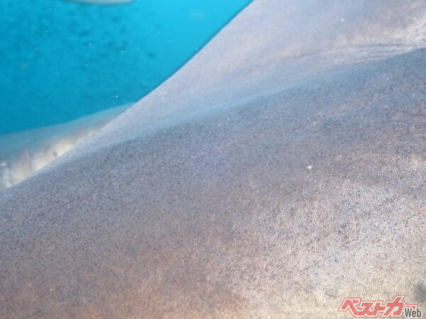 すでに2024年9月から貨物専用機に導入されており、約1%の燃費改善効果が確認されている(写真はサメ肌のイメージ)