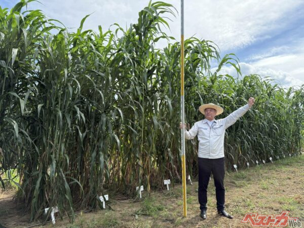 184cmの中嶋副社長と比べてもソルガムの背丈がいかに大きいかわかる