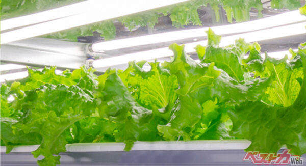 自動車部品メーカー「石川工業」内に設けられた、葉もの野菜用の水耕栽培棚に並ぶリーフレタス