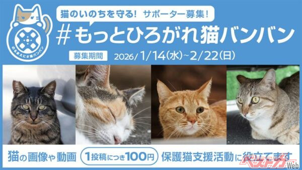 Xの投稿が猫支援にもつながる「#もっと広がれ猫バンバン」